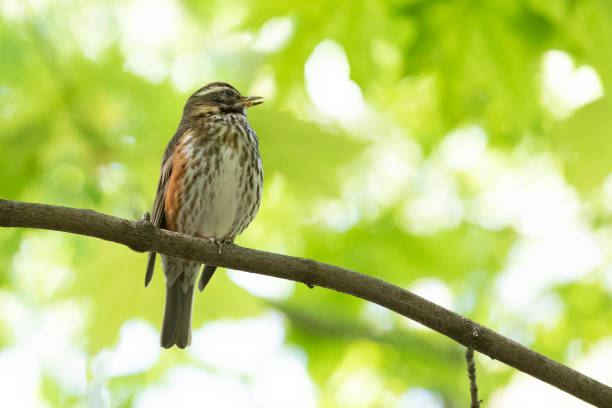 istock field thrush sits on a tree branch in summer 2135916272