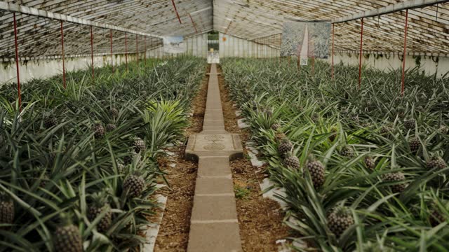 A Large Greenhouse Filled With Pineapples