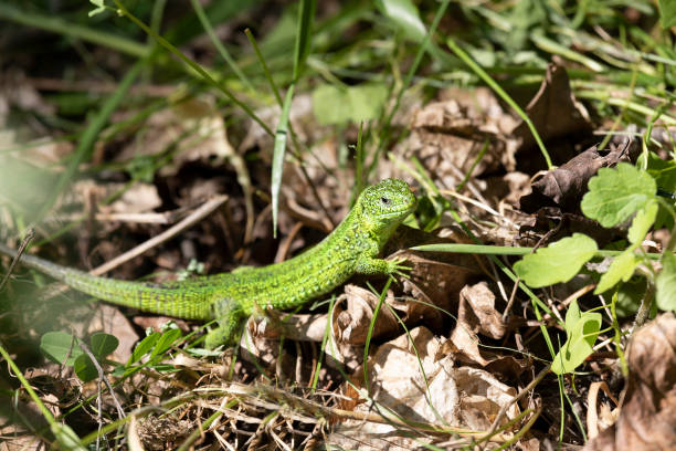 istock small green lizard in the grass 2135916791