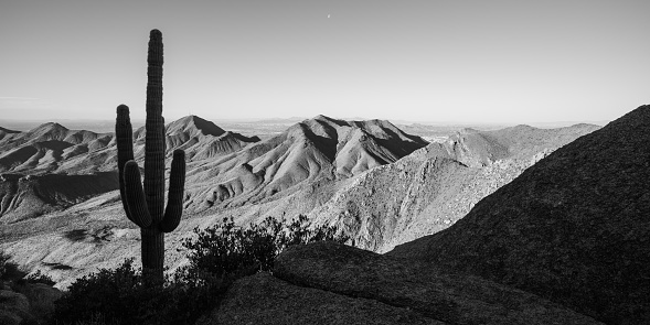 Saguaro sunrise silhouette black and white McDowell Mountains
