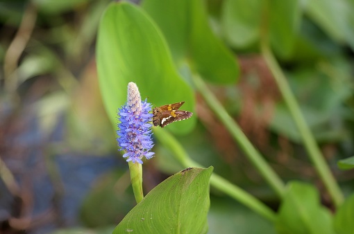 A Silver-spotted skipper feeding and pollinating on a pickerelweed blossom