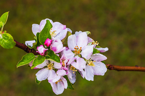 Macro shot of apple tree blossoms with a spring lawn in the background.