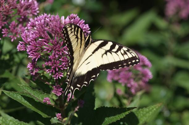 istock Eastern Tiger Swallowtail on Joe-Pye Weed 2135921438
