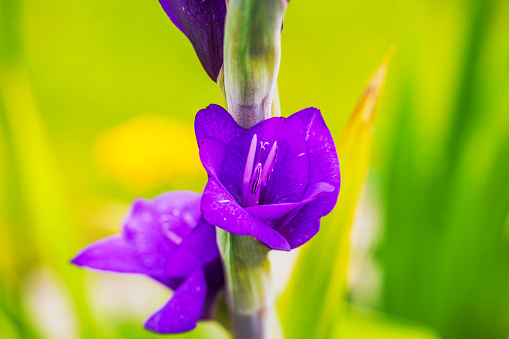 Macro view of purple gladiolus blooms set against blurred green yellow backdrop.