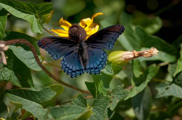 istock Red-Spotted Purple Purple Butterfly 2135921977