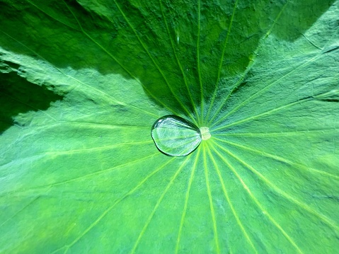 Drop of water on the lotus leaf in the pond, drop of water on a green lotus leaf in the lake