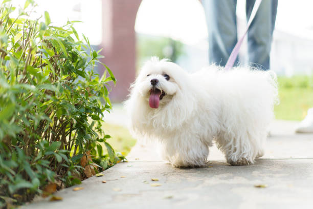 istock Man relaxing with the dog at park. 2135924082