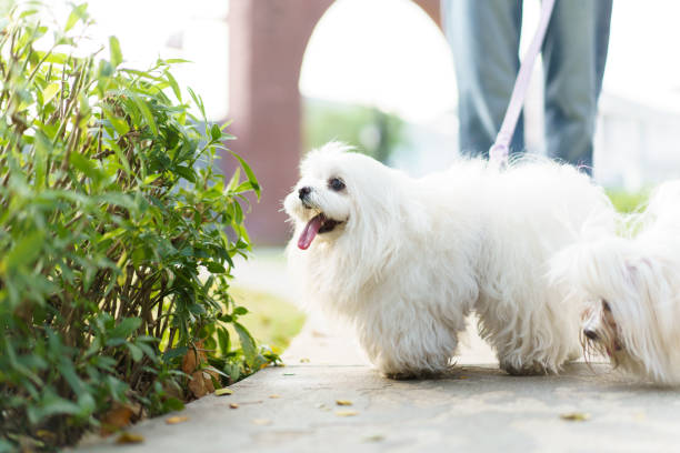 istock Man relaxing with the dog at park. 2135924085