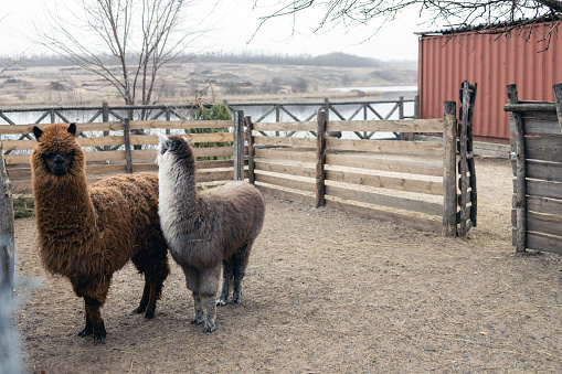 Alpaca is a domesticated species of South American camel. In appearance it resembles a small llama.
