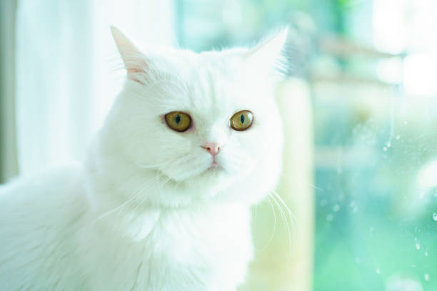 istock Lovely white Scottish cat portrait. 2135924654