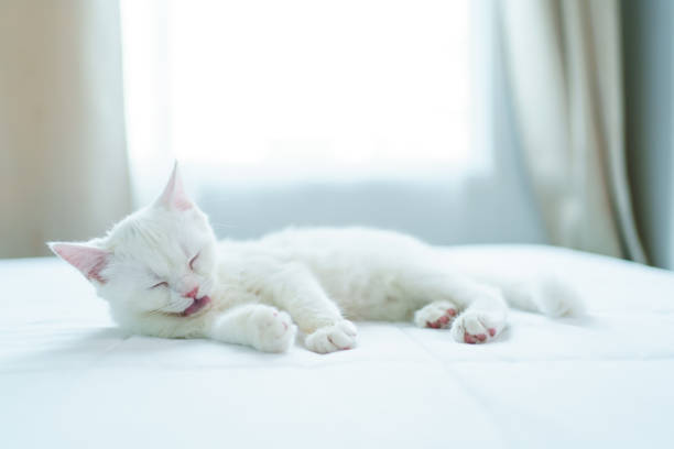 Beautiful Scottish white cat sitting and walking around the house, cute white cat lying down on the bed.