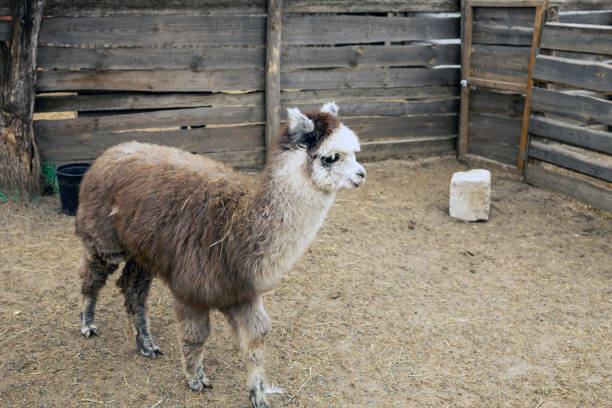 istock Peruvian camel llama alpaca in a pen 2135925830