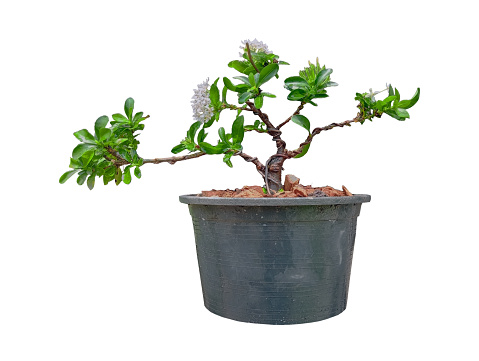 Small white Ixora in plastic pot In process bonsai
