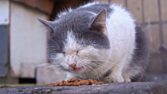Cat Enjoying Meal Outdoors