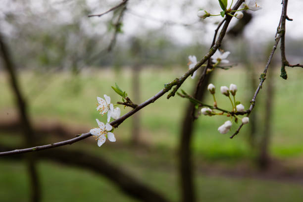 istock Branch with now flowers and leaves in spring 2135938002