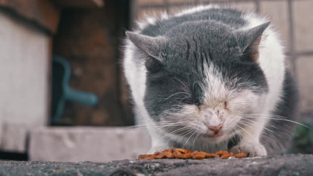 Street Cat With Dry Food