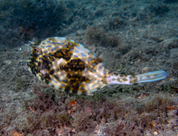 istock A Scrawled Cowfish (Acanthostracion quadricornis) in Florida, USA 2135950095