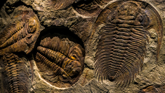 The tribolite fossils exhibited in a museum setting.