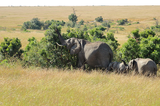 Elephant family eats from a bush