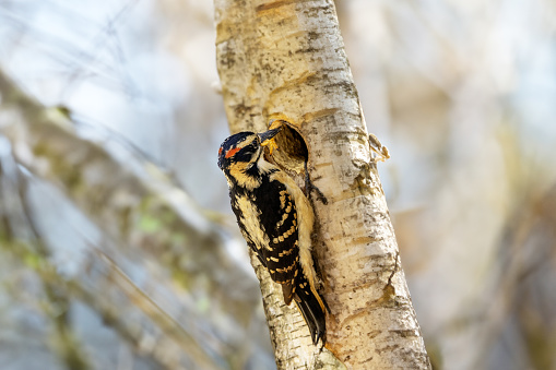 The hairy woodpecker (Leuconotopicus villosus). Natural scene  during nesting.
