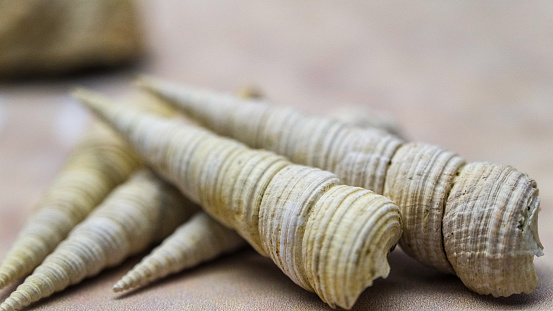 The shells scattered on the ground.