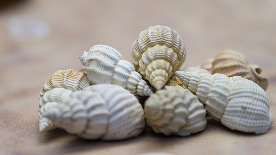 The shells scattered on the ground.