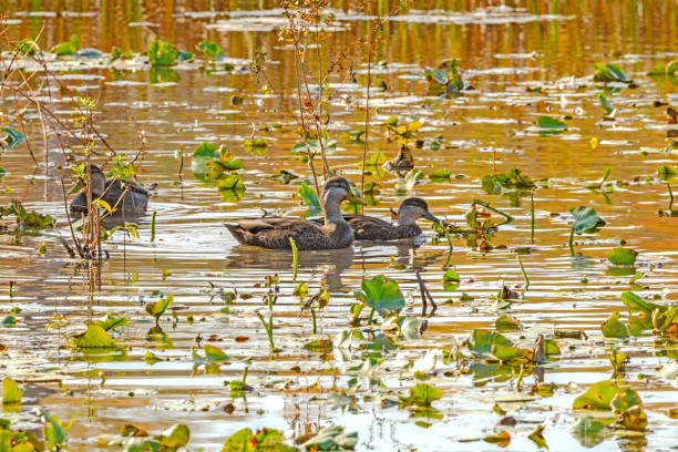American Black Ducks in a Wetland