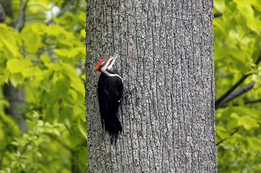 Awesome portrait of woodpecker female on nest