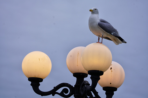 A water Bird watching in Brighton - A Bird standing on a streetlight. A bird standing on one of the streetlights in Brighton Palace Pier facing away from the camera.