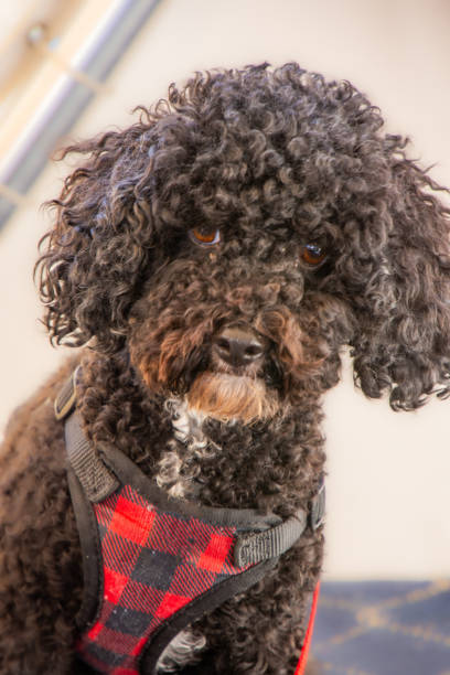 istock Pretty little poodle posing calmly 2135985959