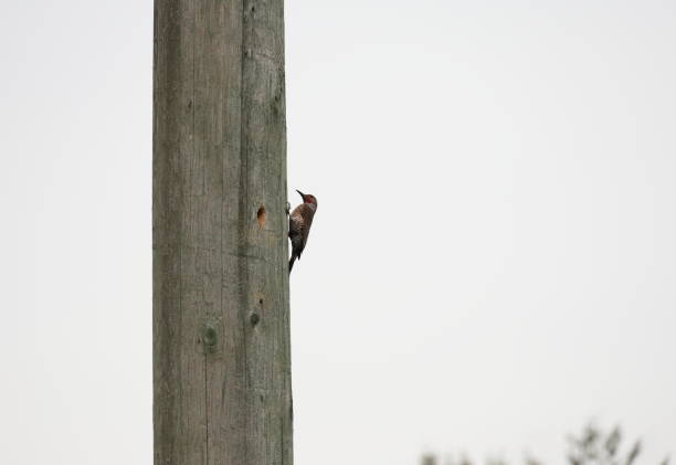 Picture of an Alaskan Woodpecker.  Picture was taken in the summertime in Alaska.    Background blur.