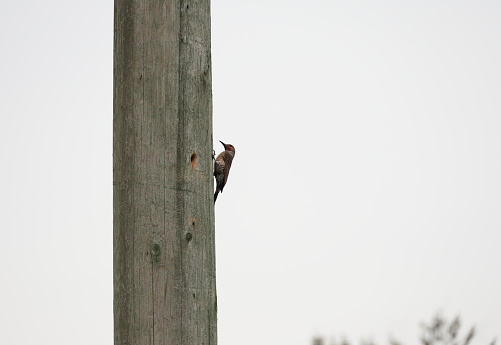 Low angle view of one Northern Flicker searching for insects on a wooden utility pole in Metro Vancouver. Spring afternoon with overcast skies.