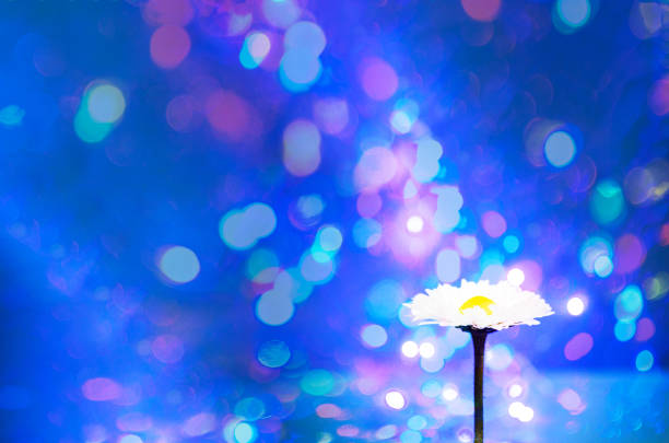One alone white  daisy marguerite flower on blurred blue background Bokeh surface Beauty shining flowers backdrop Copy space Greeting card Copy space Party design