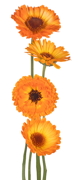 Studio Shot of Orange and Yellow Colored Calendula Flowers Isolated on White Background. Large Depth of Field (DOF). Macro. Close-up.