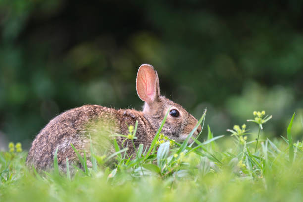 istock Grey small hare eating grass on summer field. Wild rabbit in nature 2136050555