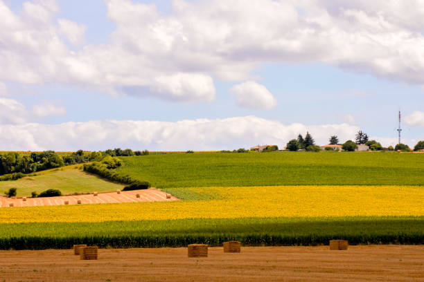 Horizontal landscape photo of a field of ripening wheat surrounded by trees and forested hills. Tracks made by agricutural machinery wind their way through the growing wheat stalks.