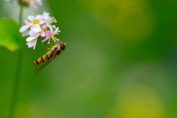 Nectar Fly 5,700+ Hoverfly Nectar Stock Photos, Pictures & Royalty-Free Images ...