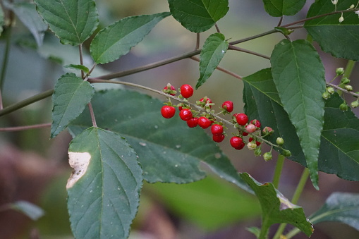 Rivina humilis (pigeonberry, rouge plant, baby peppers, bloodberry, coralito, Getih-getihan). The berries have been tested in male rats and are reported to be safe to consume also used food coloring