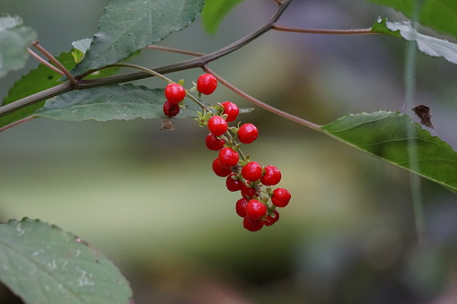 Rivina humilis (pigeonberry, rouge plant, baby peppers, bloodberry, coralito, Getih-getihan). The berries have been tested in male rats and are reported to be safe to consume also used food coloring