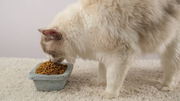 istock The cat eats dry food. 2136085903