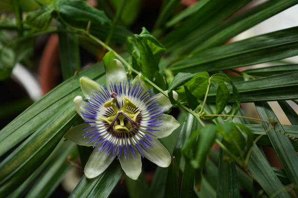 The genus Passiflora contains over 400 species with considerable variety within them and the common name Passion Flower can be confusing. Some passion flowers are vines, but some are bushes and even trees. Some are annuals and some others are perennials, and evergreen and deciduous. Some produce edible fruits. What they share are exotic, fascinating flowers that remain open for only a few days. They have a wide, flat petal base with several rings of filaments in the centers which surround a stalk that holds up the ovary and stamens. Colors include blue, purple, white, pink, red and yellow. Most commonly grown forms are vines that climb and cling by tendrils.