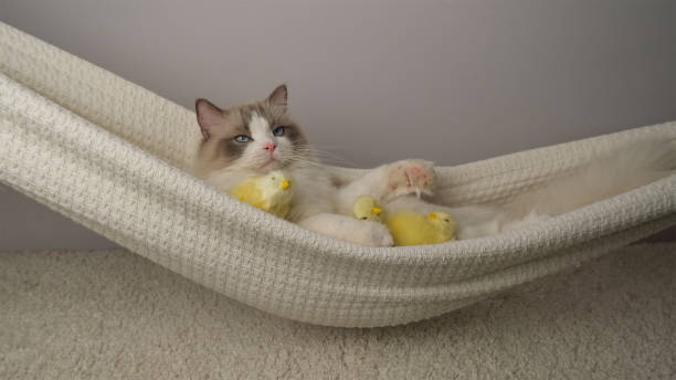 istock A cat with yellow chickens in a hammock. 2136088747