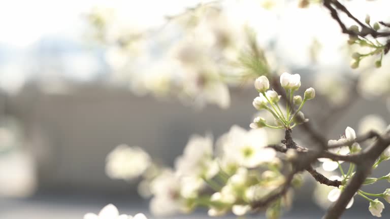 Macro white blossoms grace the frame, creating a mesmerizing floral background