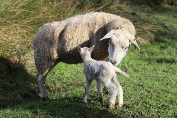 istock Ewe with a small lamb in a field in spring sunshine 2136096869