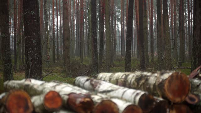 Pile Of Tree Logs At Kampinos National Park On A Misty Morning In East-central Poland. Slider Shot