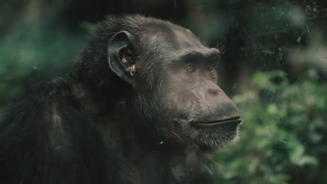Serious Look Of One Adult Chimpanzee In Wildlife Park. Close-up Shot