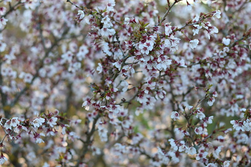 Close up of white cherry blossom covering a tree in spring