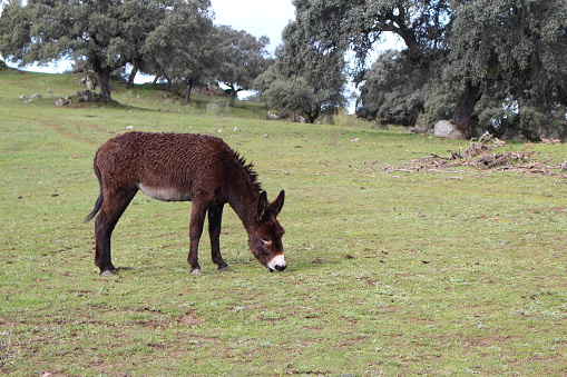 Two brown donkeys stand on a green meadow and look directly into the camera with their ears up. Full format, high resolution photographed with copy space