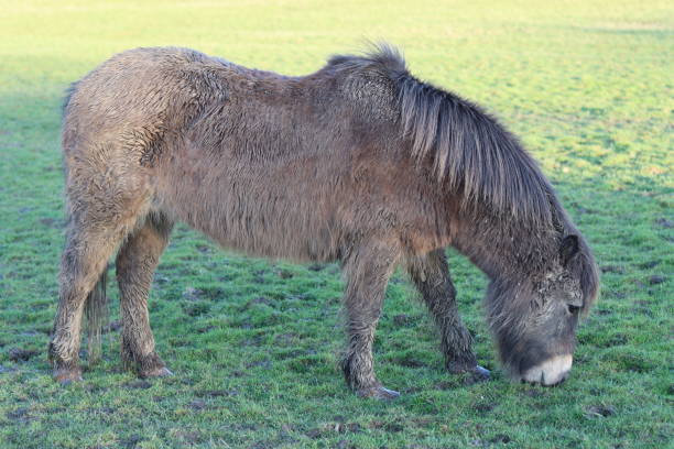 istock Exmoor pony grazing in a field in sunshine 2136111531