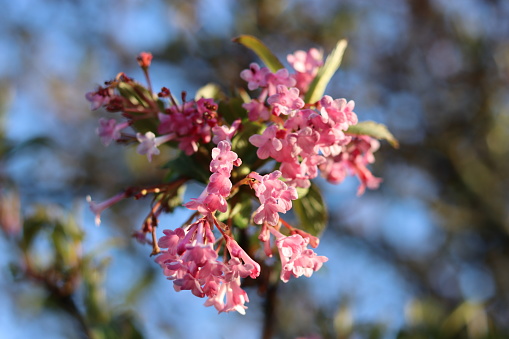 Close up of pink flowers on a winter flowering viburnum shrub